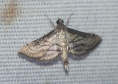 Marasmia cochrusalis