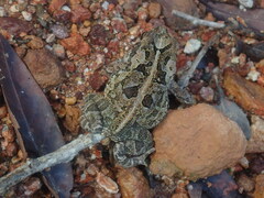 Incilius marmoreus