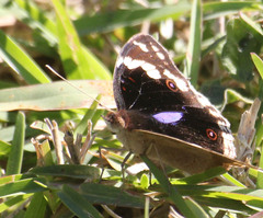 Junonia oenone oenone