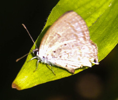 Eicochrysops hippocrates