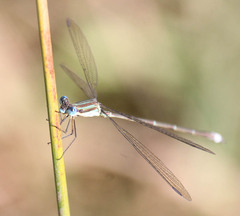 Lestes virgatus