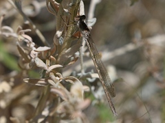 Sympecma paedisca