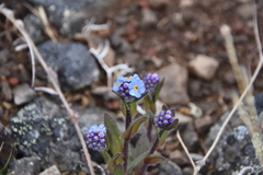 Myosotis asiatica
