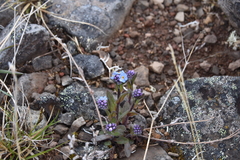 Myosotis asiatica
