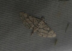 Hileithia rehamalis