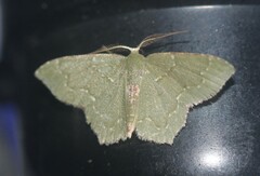 Chloropteryx nordicaria