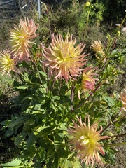 Dahlia pinnata
