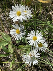 Erigeron caespitosus