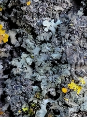 Phaeophyscia