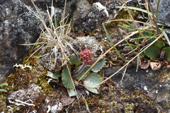 Micranthes occidentalis