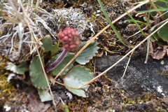 Micranthes occidentalis