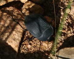 Eusattus reticulatus