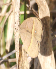 Brakefieldia perspicua