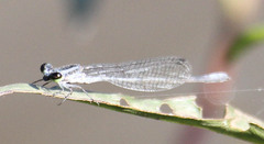 Pseudagrion kersteni