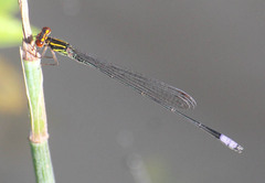 Pseudagrion hageni