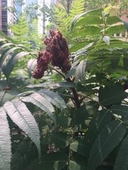 Rhus typhina