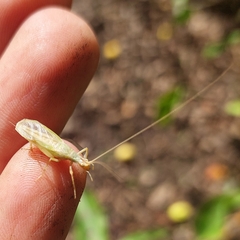 Oecanthus pellucens