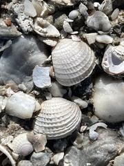 Chione elevata