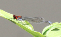 Pseudagrion massaicum