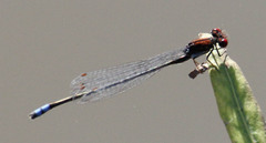 Pseudagrion massaicum
