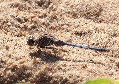 Orthetrum chrysostigma