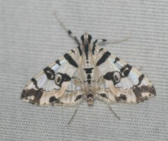 Conchylodes salamisalis