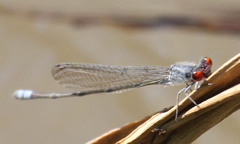 Pseudagrion sublacteum