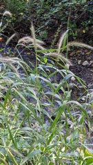 Elymus riparius