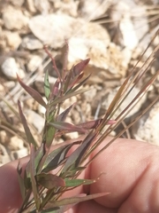 Polygala sibirica
