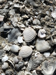 Chione elevata