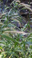 Elymus riparius