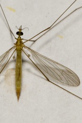 Gonomyia