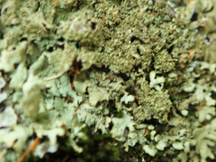 Xanthoparmelia conspersa