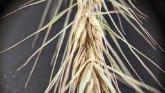 Elymus riparius