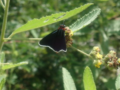 Elbella scylla