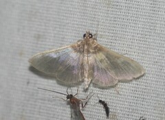 Apilocrocis brumalis