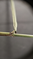 Elymus riparius