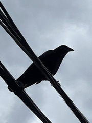 Corvus
