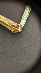 Elymus riparius