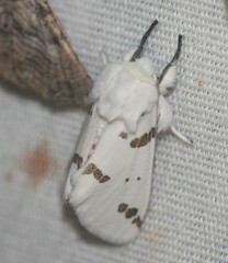 Euerythra trimaculata