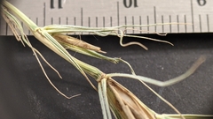 Elymus riparius