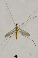 Gonomyia