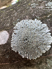 Myelochroa aurulenta