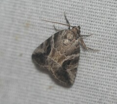 Diastema cnossia