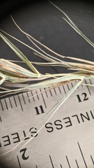 Elymus riparius