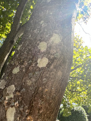 Myelochroa aurulenta