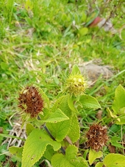 Lepechinia caulescens