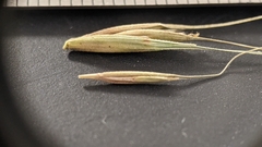 Elymus riparius