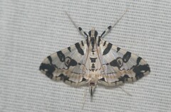 Conchylodes salamisalis