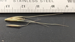 Elymus riparius